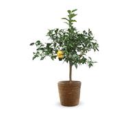 Citronnier yuzu avec panier en jonc de mer - agrume méditerranéen - arbre fruitier - ↕ 75-85 cm - ⌀ 25 cm