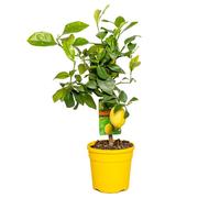 Citrus Limon - Citronnier - Agrume - Arbre fruitier - Plantes de jardin - H. 50-70 cm - P. 19 cm