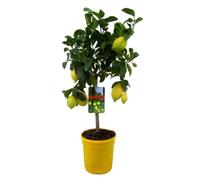 Citrus Limon - Citronnier - Pot 19cm - Hauteur 60-70cm