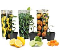 Citrus Mix - Set de 3 - Citron citron vert orange - ?9cm - Hauteur 25-40cm