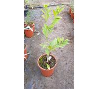 Citrus x floridana 'Star of the day' greffé sur FA5 / Limequat semi-long