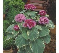 Clérodendron fétide - clerodendrum bungei 'pink diamond' - 30-40 cm pot