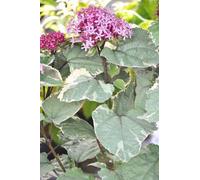 Clerodendrum bungei 'Pink Diamond'® - Arbre à losanges à feuillage panaché Pink Diamond conteneur 40- 50 cm
