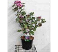 Clerodendrum bungei 'Pink Diamond'® - Arbre à losanges à feuillage panaché Pink Diamond conteneur 60- 80 cm