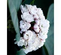 Clerodendrum fragrans 2 l 40-60 cm