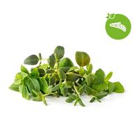 Click & Grow Click & Grow Plant Pod Italian Mix 9pcs