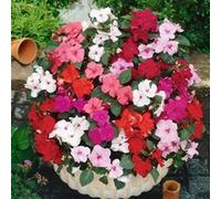 Click & Grow Impatiens (Busy Lizzie) / 3-pack - Capsules de fleurs décoratives pour jardin d’intérieur G