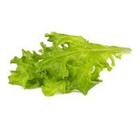 Laitue feuille de chêne / 3-pack - Capsules de salade pour jardin d'intérieur intelligent