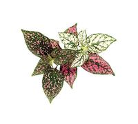 CLICK & GROW PLANTE AUX EPHELIDES (SGR48X3) SG-036