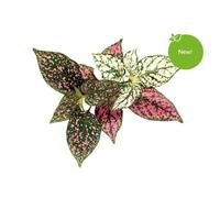 Click & Grow Plante Aux Ephelides