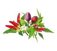 Click & Grow Recharge Mix de Poivrons - 9 Capsules (3x3) pour Jardin Intelligent G