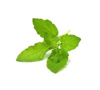 Click & Grow Sgr66x3 3 Pièce(S) Basilic Remplir