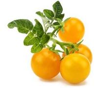 Click & Grow Tomate jaune / 3-pack - Capsules de tomates cerises jaunes pour jardin d’intérieur intelligent G