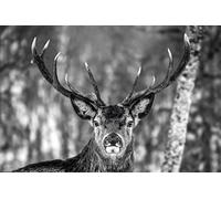 Close Up Poster Cerf en hiver (91,5 x 61 cm)