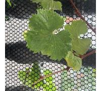 Clôture en grillage à poules plastique 5/10/15/20/25/30/50 m - de jardinage for volailles noire Cadre maille for fleurs artisanales(0.8x50m(2.6x164ft))