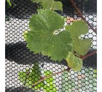 Clôture en grillage à poules plastique 5/10/15/20/25/30/50 m - de jardinage for volailles noire Cadre maille for fleurs artisanales(0.8x50m(2.6x164ft))