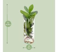 Clusia dans un bocal cylindrique de 12cm de diamètre x 30cm de haut. Plante
