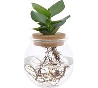 Clusia dans un bocal en verre avec bouchon à pression - Ø12cm - Ø30cm - Culture