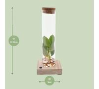 Clusia dans un bocal en verre avec LED - Ø5cm - Ø10cm - culture hydroponique