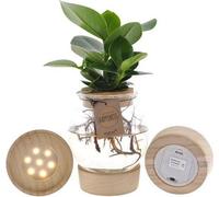 Clusia dans un bocal sphérique avec LED et bouchon à pression, Ø12cm, 30cm