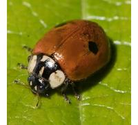Coccinelles à 2 points anti pucerons des arbres fruitiers et ornementaux - 20 coccinelles pour 1 arbre. Traitement biologique et naturel.