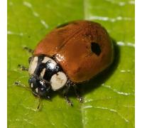 Coccinelles à 2 points anti pucerons des arbres fruitiers et ornementaux. Traitement biologique et naturel. (100 coccinelles pour 5 arbres)