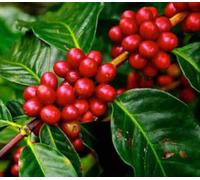Coffea arabicacaféier 25 l 100-125 cm
