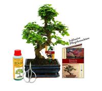 Coffret Bonsaï Bonsaï "Ligustrum" - Troène de Chine - ca. 8 ans - set débutant