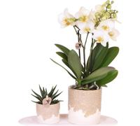 Coffret cadeau Bloom Sand - Orchidée blanche Lausanne Ø9cm + plante verte Ø6cm