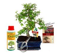 Coffret cadeau Bonsai "Ulmus" - Ulme chinoise - environ 8 ans - Kit pour débutants