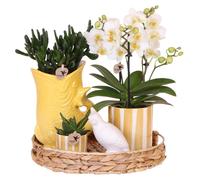 Coffret cadeau Kolibri Company "Coucher de soleil méditerranéen" comprenant une orchidée Phalaenopsis blanche, des plantes succulentes et des pots en céramique