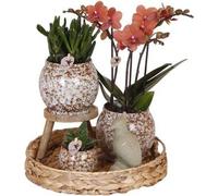 Coffret cadeau Orchidée Phalaenopsis rouge et plantes succulentes - Comprend 3