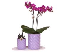 Coffret cadeau « Orchidées et colibris – Optimisme » : petite plante verte et violette accompagnée d'une orchidée Phalaenopsis orange, présentées dans des pots décoratifs en forme de bonbons, le tout 