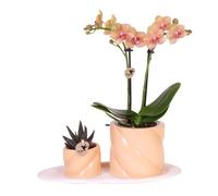 Coffret cadeau « Orchidées Kolibri Optimisme » : petite plante verte couleur pêche accompagnée d'une orchidée Phalaenopsis orange, le tout présenté dans des pots en forme de bonbons sur un plateau bla