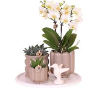 Coffret cadeau « Slow Living » - Orchidée Phalaenopsis blanche avec 2 à 3 tiges