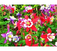 Columbine Fleur Vivaces Mélange Graines-30 pcs pour Maison Jardin Cour Extérieure Ferme Plante Aquilegia Viridiflora
