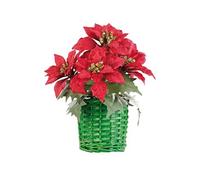 : Composition florale de Noël avec poinsettias et panier tissé