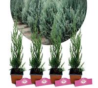 Conifère - SCHRAMAS - Juniperus scopulorum 'Moonglow' - Feuillage argenté - Pot 9 cm - Haie persistante