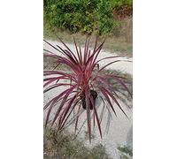 Cordyline australis 'Charly boy' / Cordyline australe 'Charly boy' / Conteneur de 3 à 4 litres