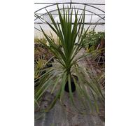 Cordyline australis / Cordyline australe