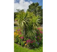 Cordyline australis/Cordyline australe/Conteneur de 3 à 4 litres