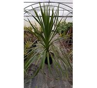 Cordyline australis/Cordyline australe/Conteneur de 7 à 10 litres