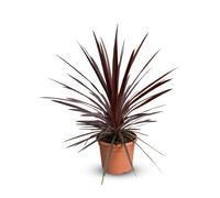 Cordyline australis « Red Star », 100 cm, pot de 10 L, plante de jardin résistante au froid pour l'intérieur et l'extérieur