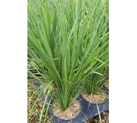 Cordyline indivisa