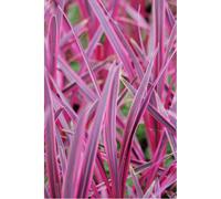 Cordyline 'paso doble' taille du pot - en pot de 5 litres