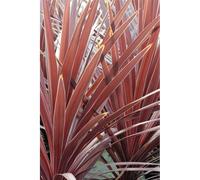 Cordyline 'red star' taille du pot - en pot de 5 litres