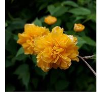 Corète du Japon 'Pleniflora' - Kerria japonica 'Pleniflora' 50-60 cm pot | Arbuste à floraison jaune double, idéal haie fleurie & jardin champêtre