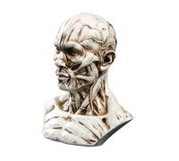 CORHAD Modèle Crâne Humain Résine Demi-Buste Décoration Anatomique Réplique pour Bureau Bar Cadeau Halloween