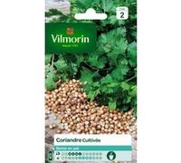 Coriandre cultivée Vilmorin G