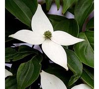 Cornouiller du Japon - Cornus kousa | 50-60 cm en conteneur